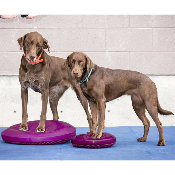 Pet Balance Disc 56 cm Razzleberry