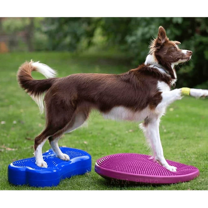 Pet Balance Disc 56 cm Razzleberry