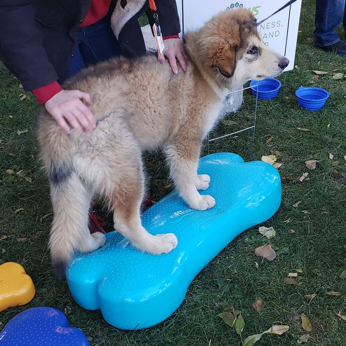 Pet Balance Platform Giant K9FITbone PVC Aqua