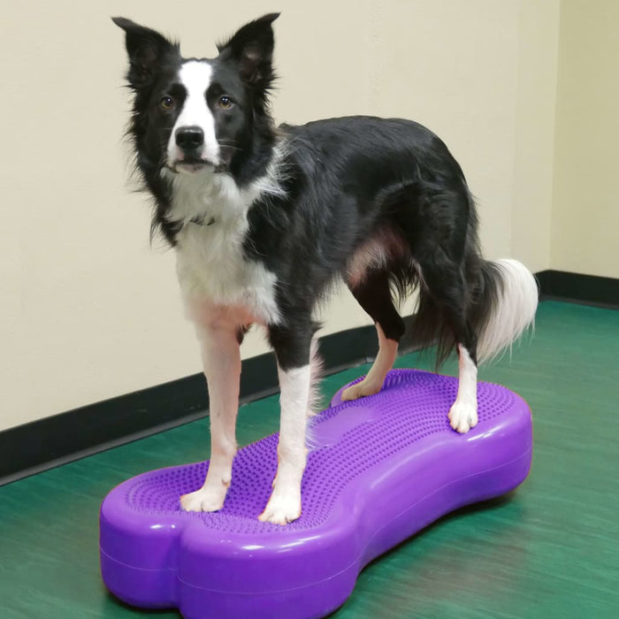 Pet Balance Platform Giant K9FITbone PVC Violet